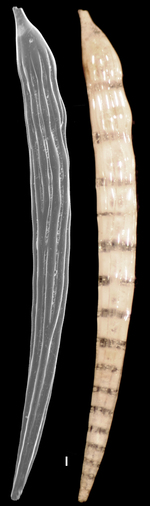Dentalina vertebralis