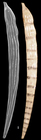 Dentalina vertebralis