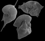 Discanomalina semipunctata