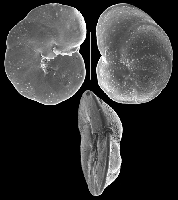 Discorbinella bertheloti Discorbinella bertheloti