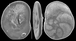 Discorbinella complanata
