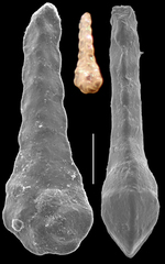 Duquepsammia bulbosa