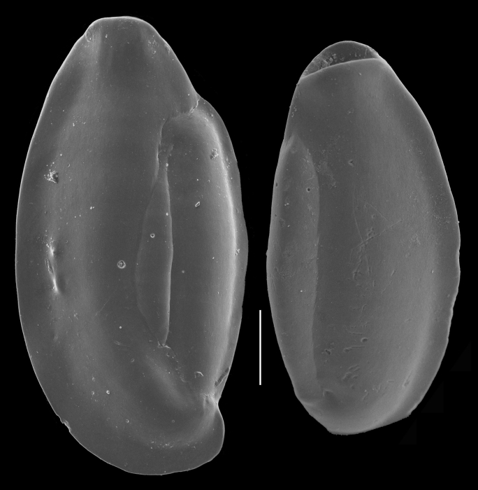 Edentostomina milletti Edentostomina milletti