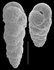 Eggerella pusilla