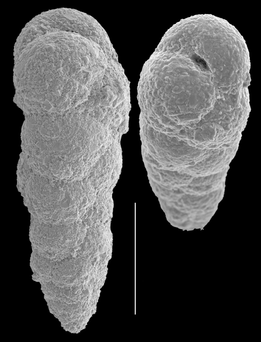 Eggerella pusilla Eggerella pusilla