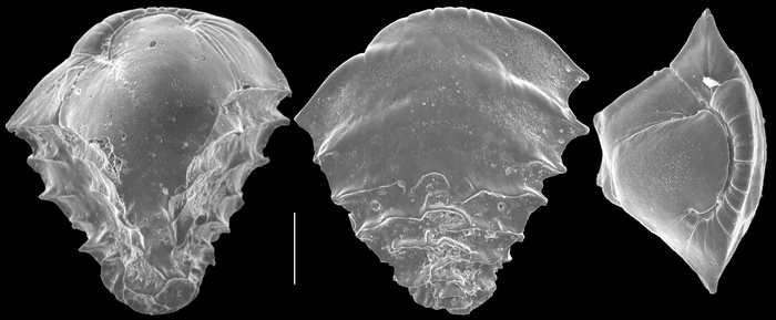 Ehrenbergina bosoensis
