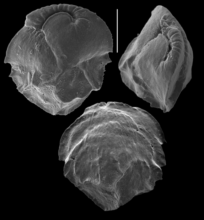 Ehrenbergina crispata Ehrenbergina crispata