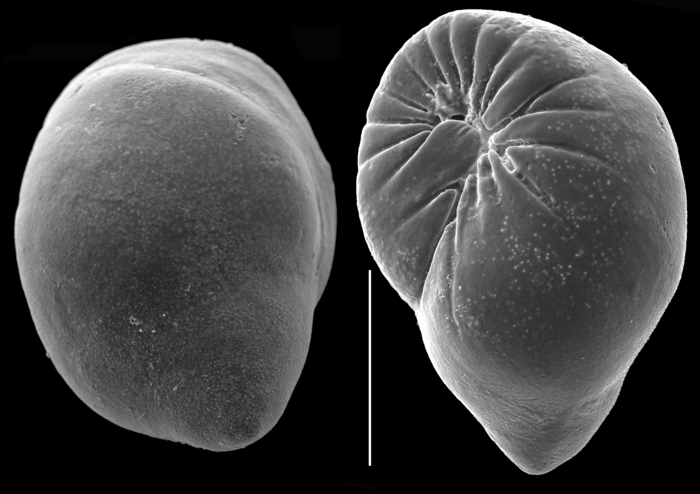elongobula milletti