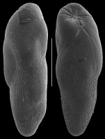 Elongobula parallela