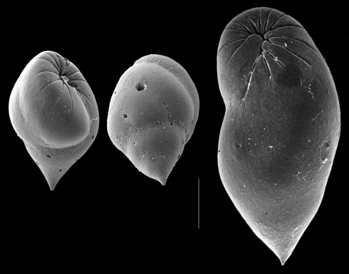 Elongobula spicata