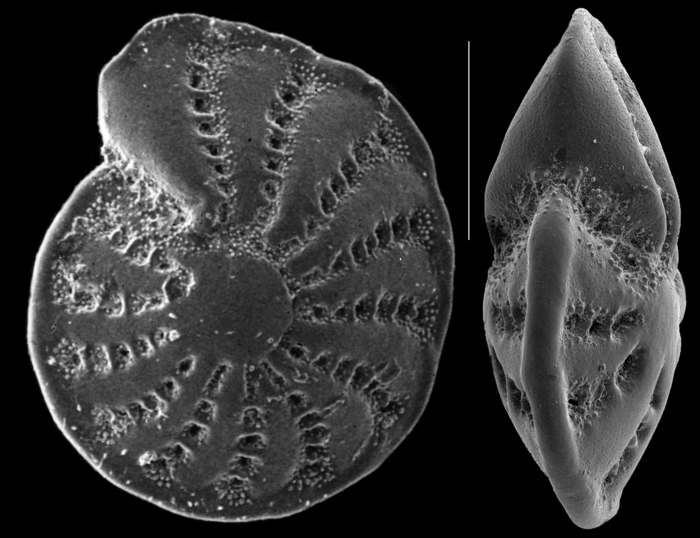 Elphidium advenum Elphidium advenum