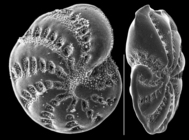 Elphidium botaniense