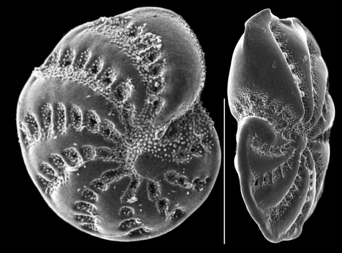 Elphidium botaniense