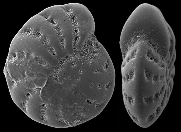 Elphidium charlottense Elphidium charlottense