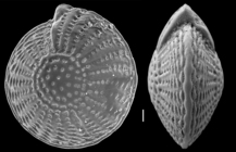 Elphidium craticulatum