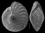 Elphidium crispum