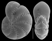 Elphidium excavatum