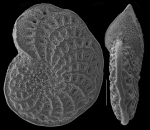 Elphidium fichtelianum