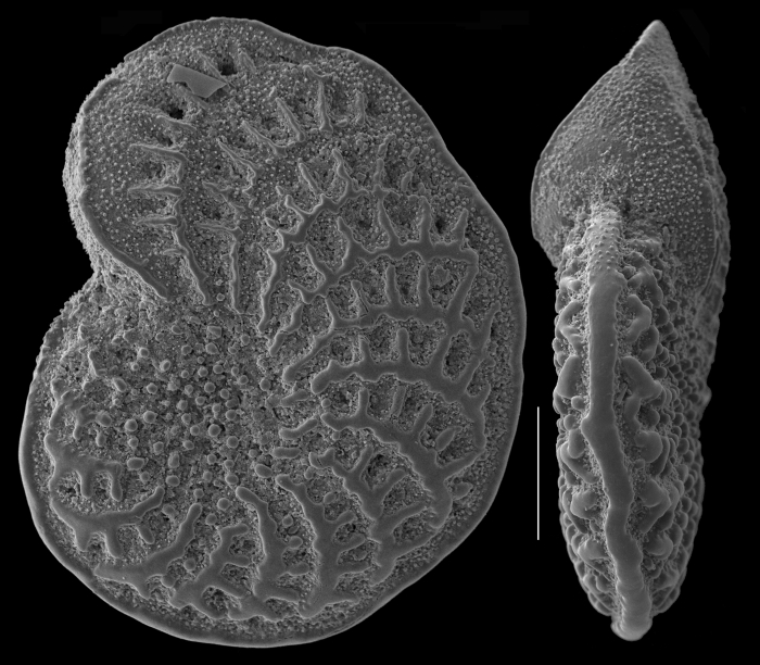 Elphidium fichtelianum