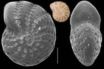 Elphidium fijiense