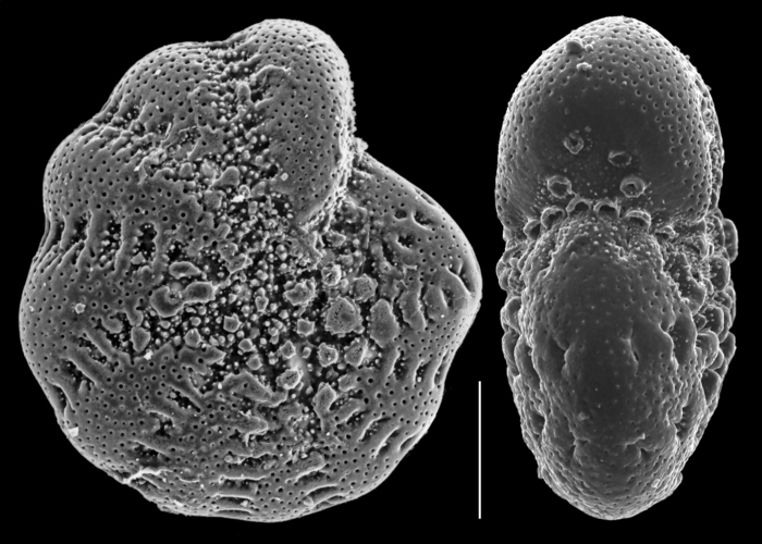 Elphidium gunteri Elphidium gunteri