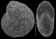 Elphidium hyalocostatum