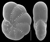 Elphidium lene
