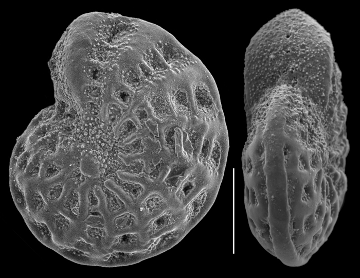 Elphidium limbatum Elphidium limbatum