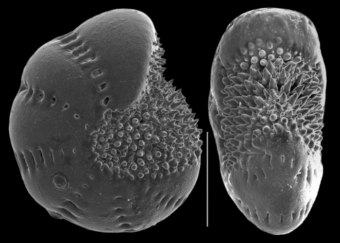 Elphidium oceanicum Elphidium oceanicum