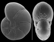 Elphidium sandiegoense