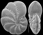 Elphidium tongaense