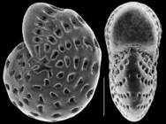 Elphidium williansoni