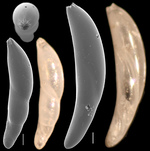 Enantiodentalina muraii