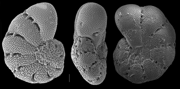 Epistomaroides polystomelloides Epistomaroides polystomelloides