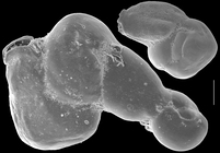 Erichsenella schauinslandi
