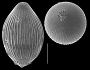 Euglandulina striatula