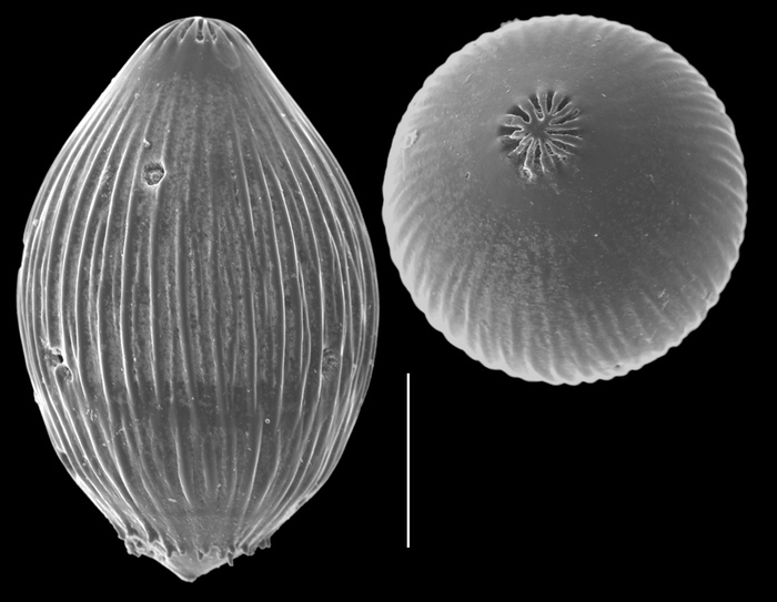 Euglandulina striatula Euglandulina striatula