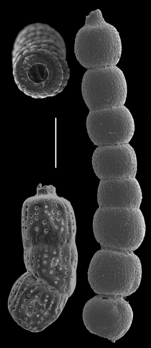 Euthymonacha polita Euthymonacha polita