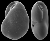 Evolvocassidulina belfordi