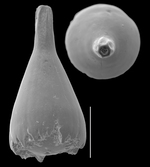 Exsculptina discrepans