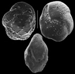 Facetocochlea pulchra