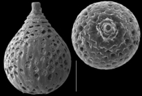 Favulina favosopunctata