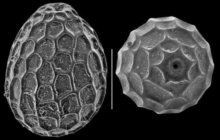 Favulina hexagona