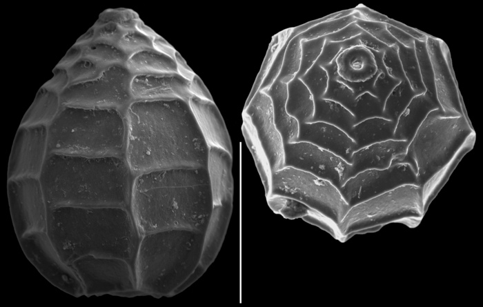 Favulina scalariformis Favulina scalariformis