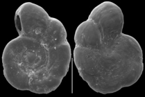 Fischerina pellucida