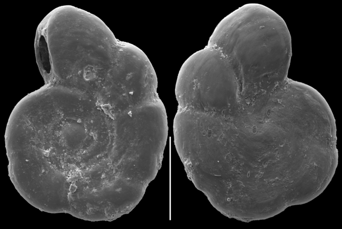 Fischerina pellucida