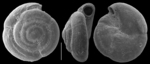 Fischerinella helix