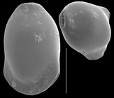Fissurina castanea
