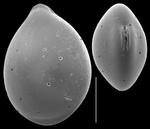 Fissurina circularis