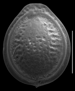 Fissurina colomboensis